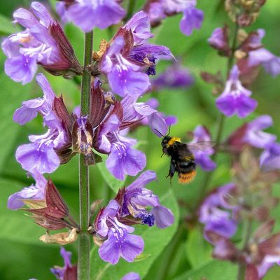 Orvosi zsálya Salvia officinalis