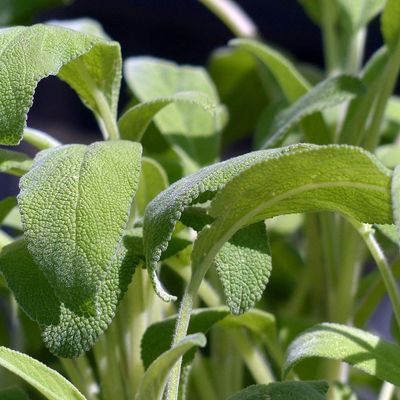 Orvosi zsálya Salvia officinalis