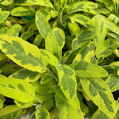 Salvia officinalis 'Icterina' Orvosi zsálya