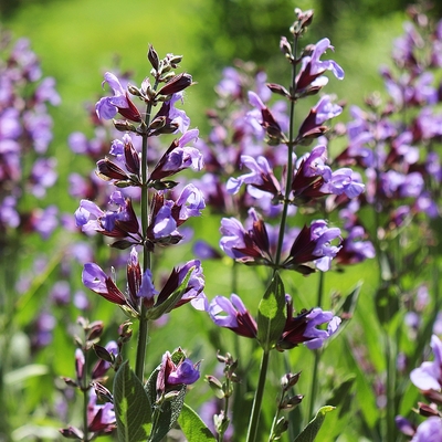 Orvosi zsálya Salvia officinalis