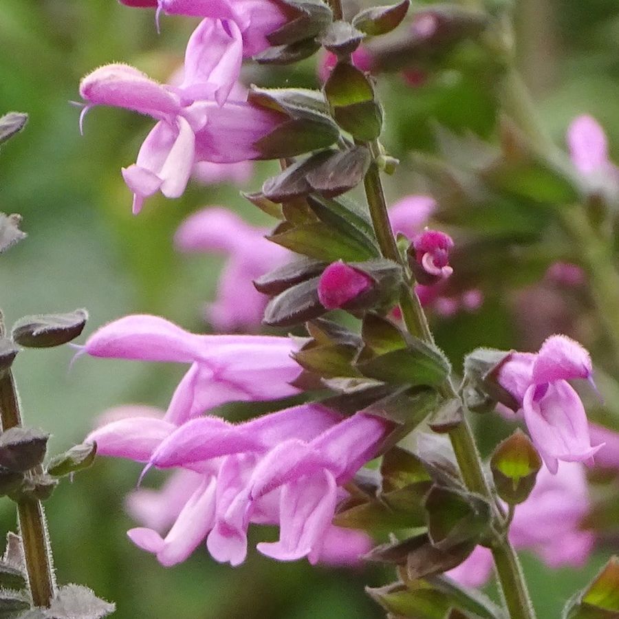 Salvia 'Pink Amistad' Zs&aacute;lya