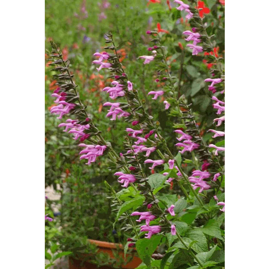 Zs&aacute;lya Salvia 'Pink Amistad'