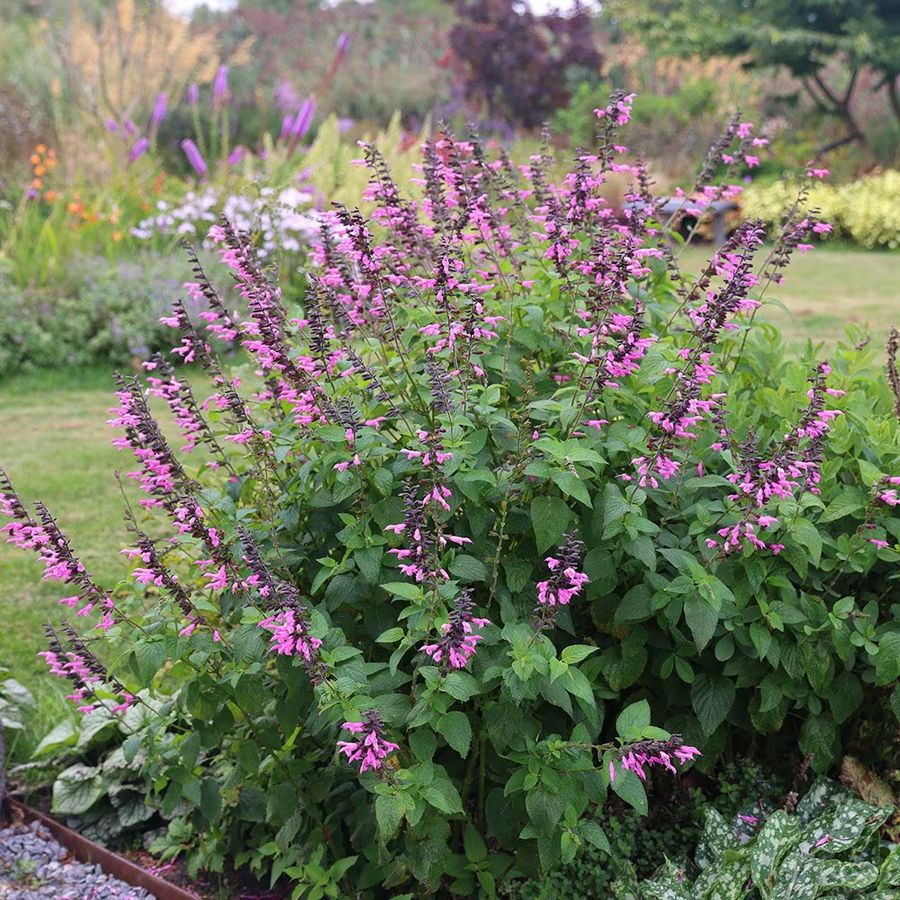 Zs&aacute;lya Salvia 'Pink Amistad'
