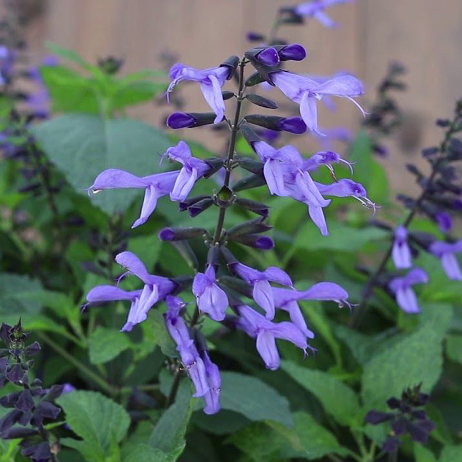 Salvia 'Rockin Sky Blue' Hibrid zs&aacute;lya