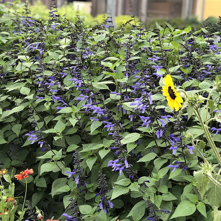 Hibrid ligeti zsálya Salvia 'Rockin Sky Blue'