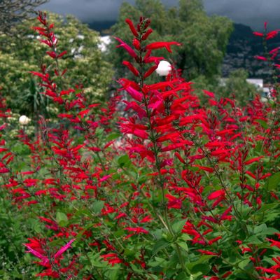 Salvia rutilans Ananász zsálya