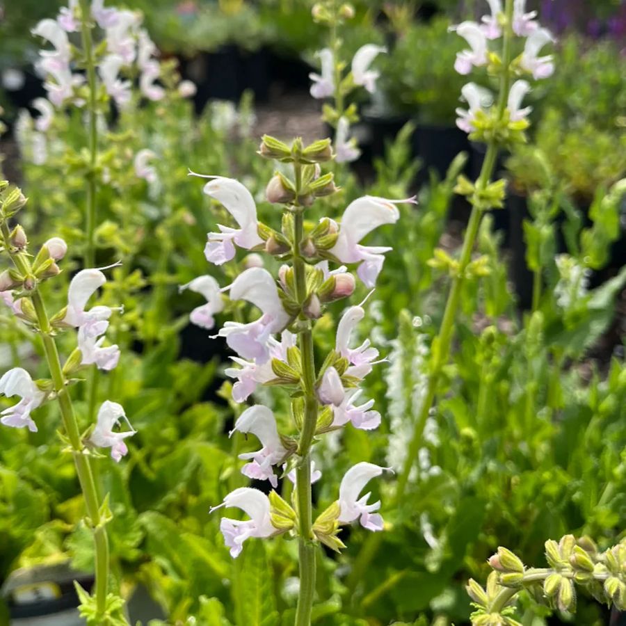 Salvia pratensis 'Snow Kiss' Mezei zs&aacute;lya