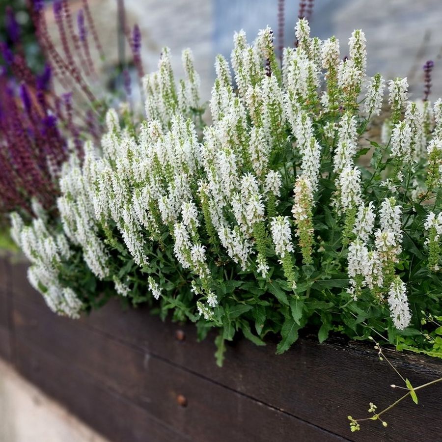 Mezei zs&aacute;lya Salvia pratensis 'Snow Kiss'