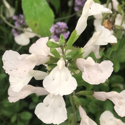 Salvia microphylla 'Gletsjer' Őszizsálya