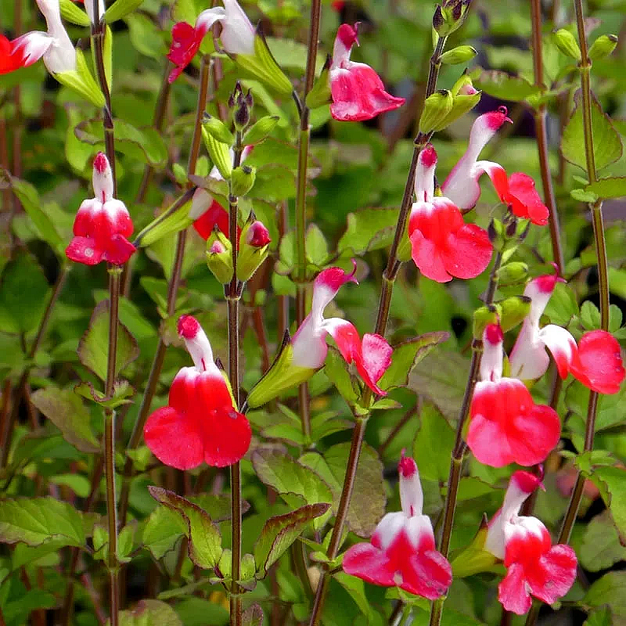 Salvia greggii 'Hot Lips' Őszizsálya