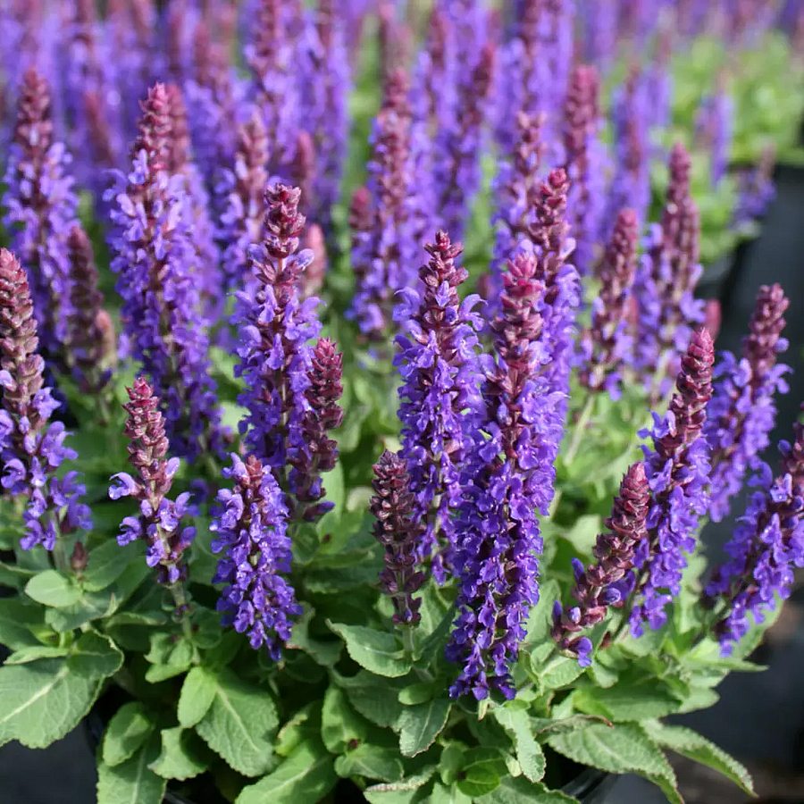 Salvia nemorosa 'Sensation Compact Deep Blue' Ligeti zs&aacute;lya