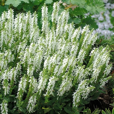 Salvia nemorosa 'Sensation Compact White' Ligeti zs&aacute;lya