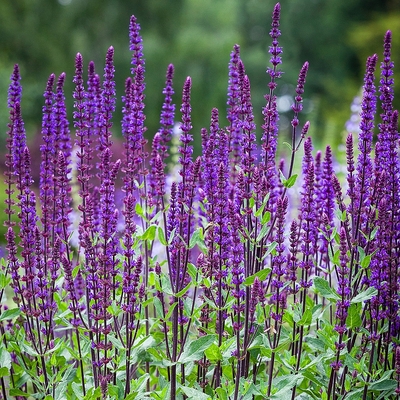 Salvia nemorosa 'Caradonna' Ligeti zsálya