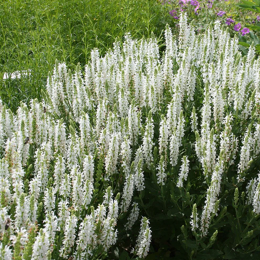 Salvia nemorosa 'Schneehügel' Ligeti zsálya