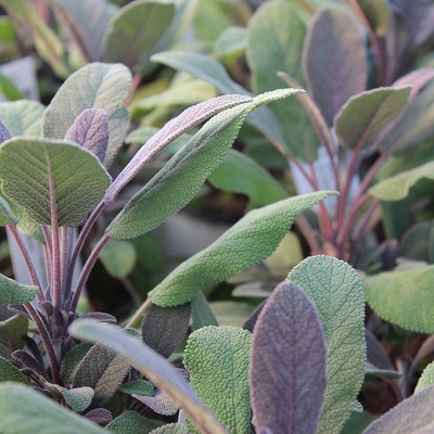 Salvia officinalis 'Purpurascens' Orvosi zsálya