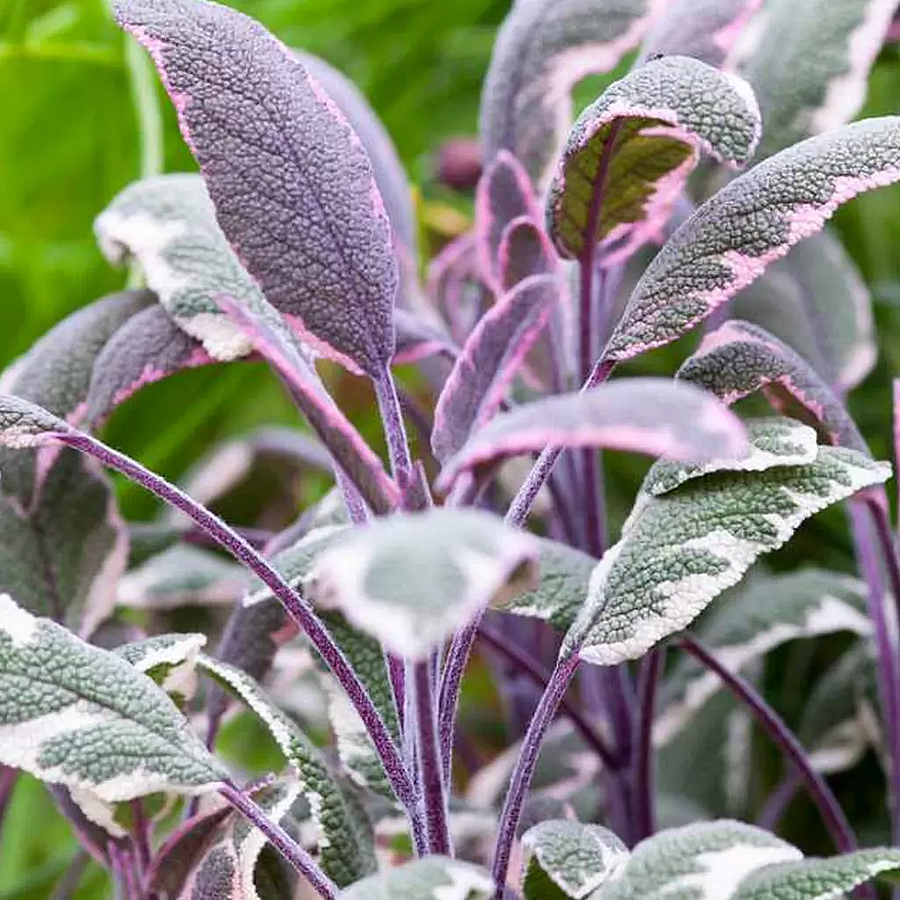 Salvia officinalis 'Tricolor' Orvosi zsálya