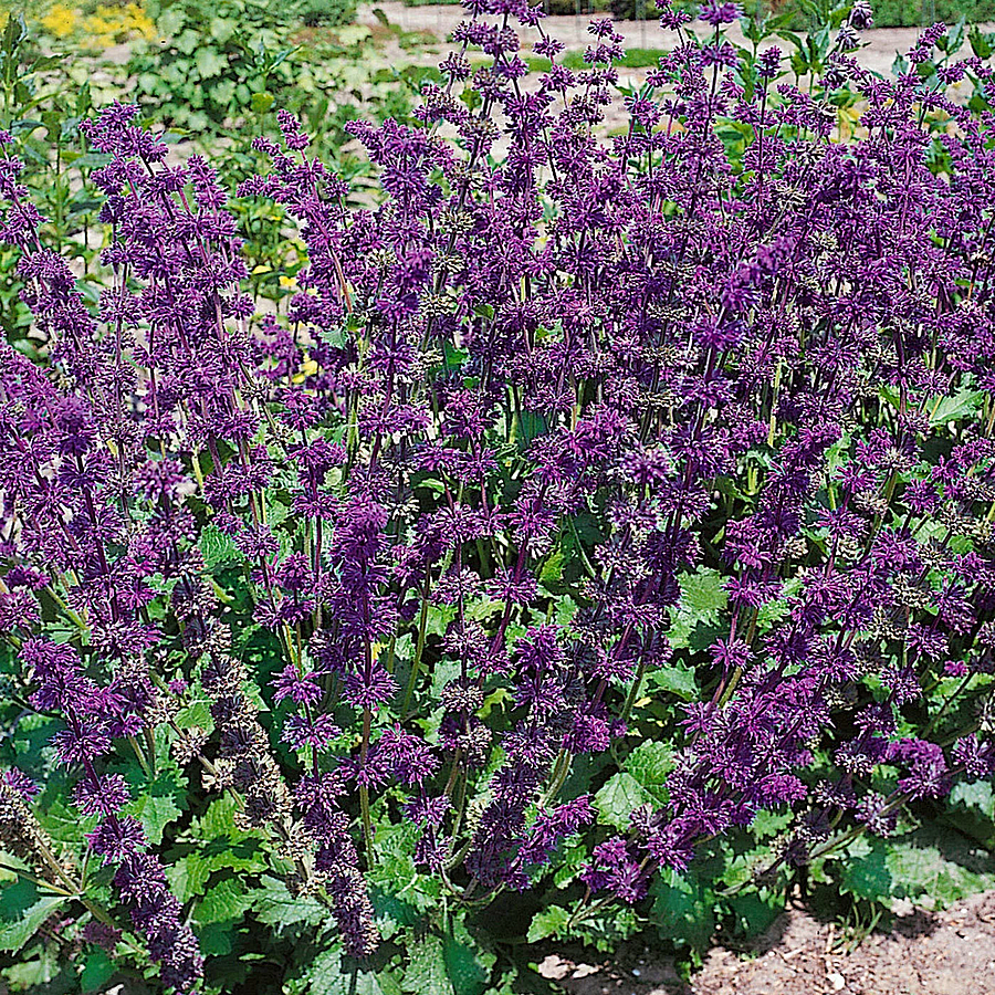 Salvia verticillata 'Purple Rain' Lózsálya