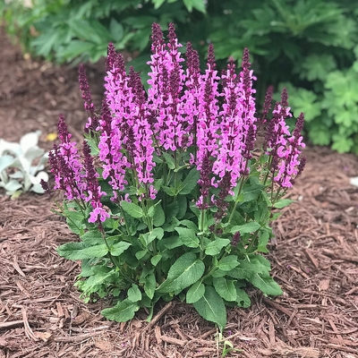 Salvia 'Rose Marvel' Ligeti zs&aacute;lya
