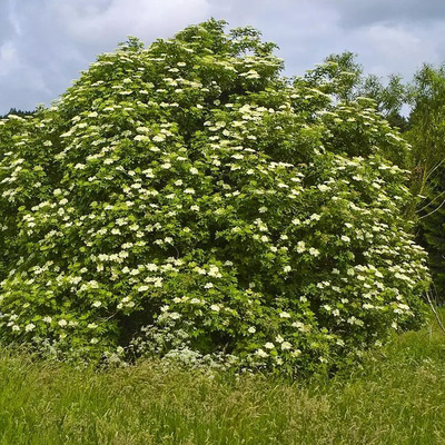 Sambucus nigra 'Haschberg' Fekete bodza