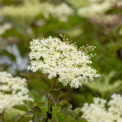 Fekete bodza Sambucus nigra 'Haschberg'