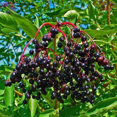 Sambucus nigra Fekete bodza