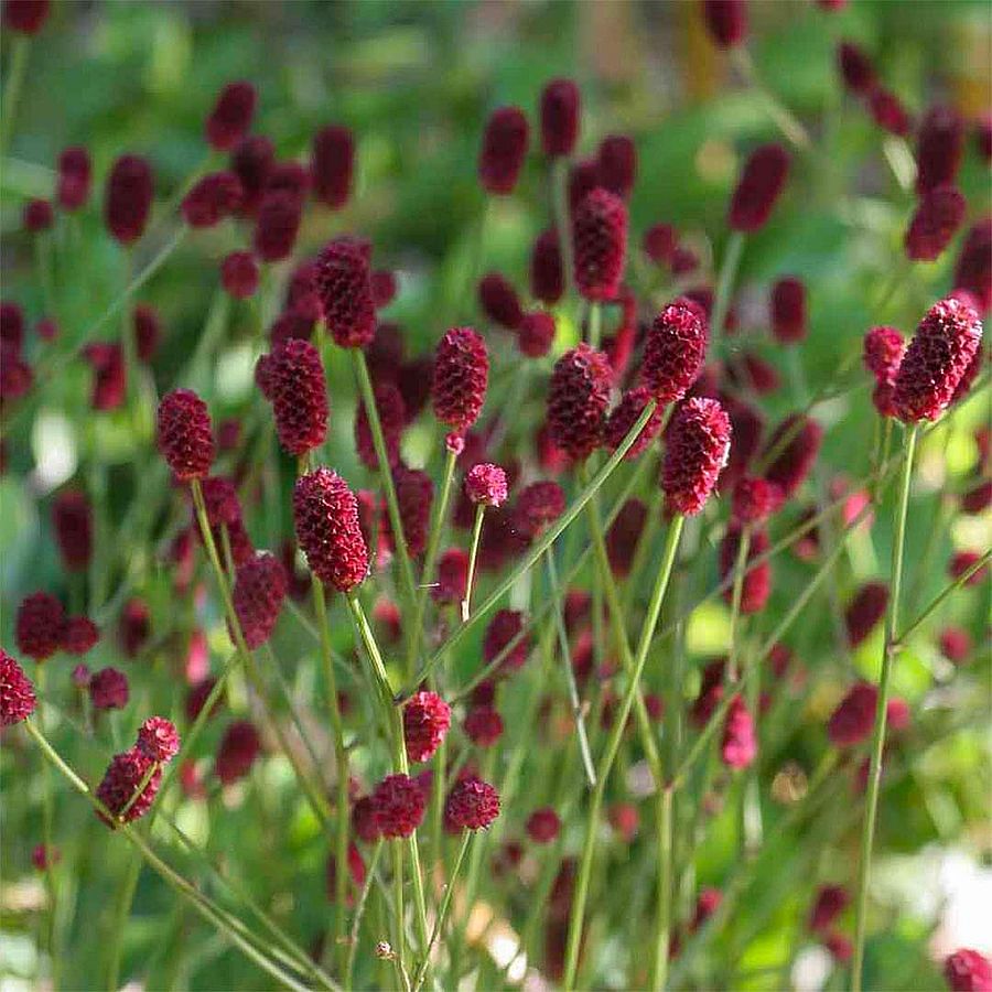Sanguisorba officinalis 'Tanna' Őszi vérfű