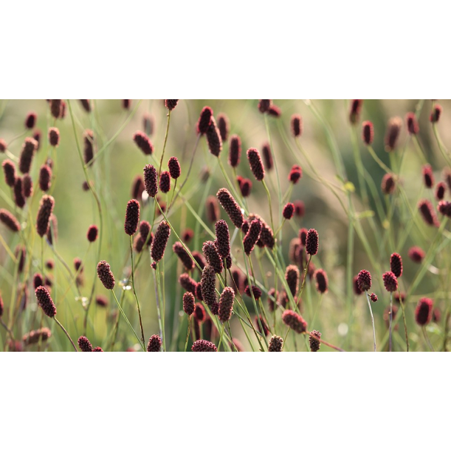 Őszi vérfű Sanguisorba officinalis 'Tanna'