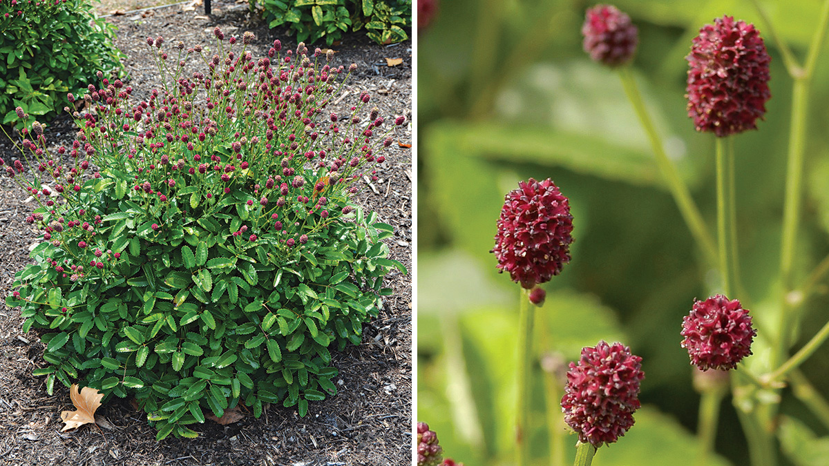 Őszi vérfű Sanguisorba officinalis 'Tanna'