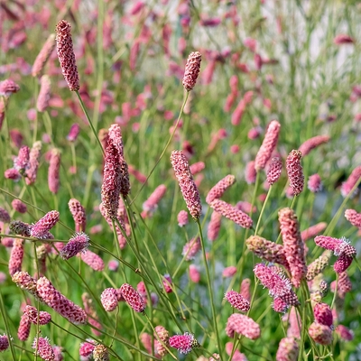 Sanguisorba officinalis 'Pink Tanna' Őszi v&eacute;rfű
