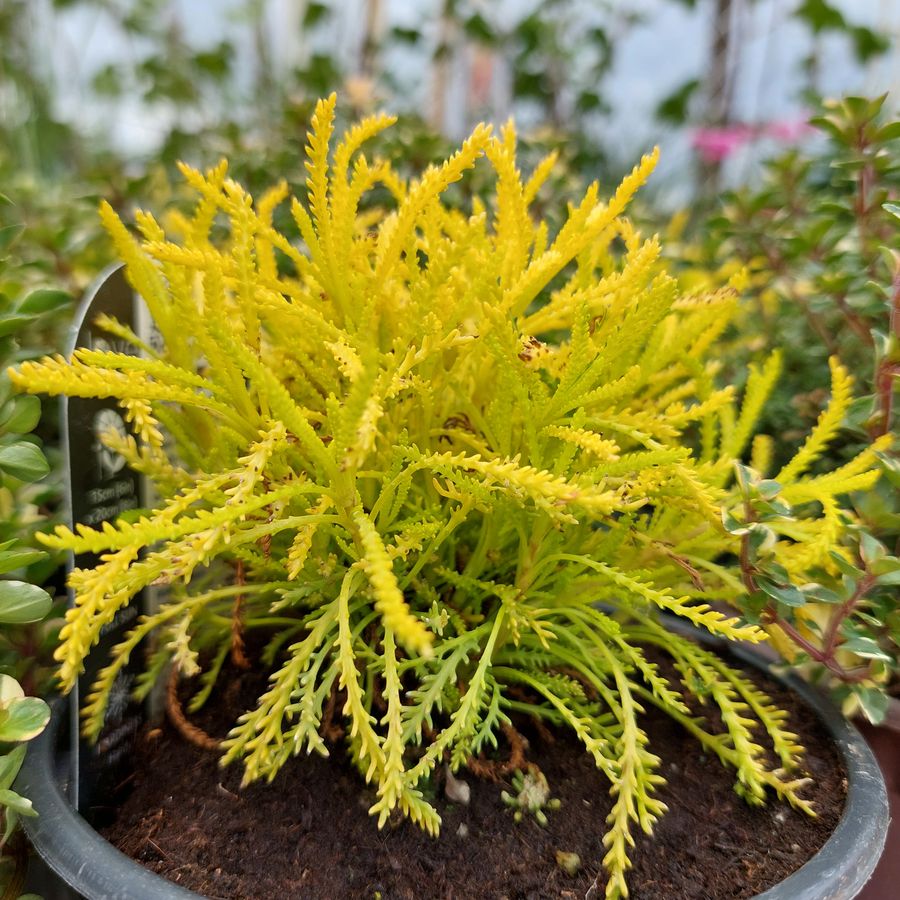 Z&ouml;ld cipruska Santolina rosmarinifolia 'Lemon Fizz'