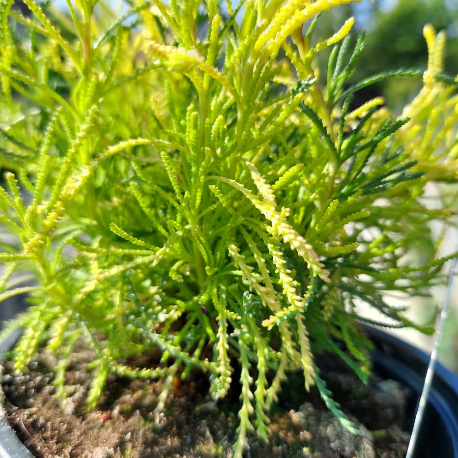 Z&ouml;ld cipruska Santolina rosmarinifolia 'Lemon Fizz'