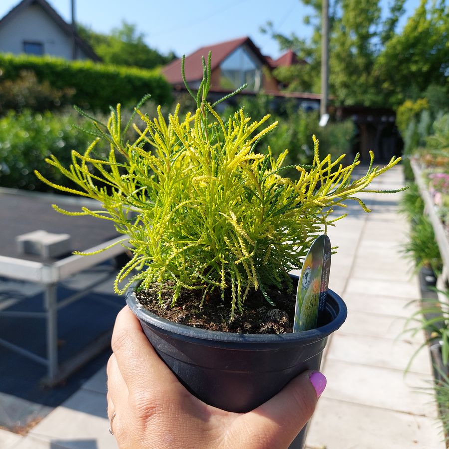 Z&ouml;ld cipruska Santolina rosmarinifolia 'Lemon Fizz'