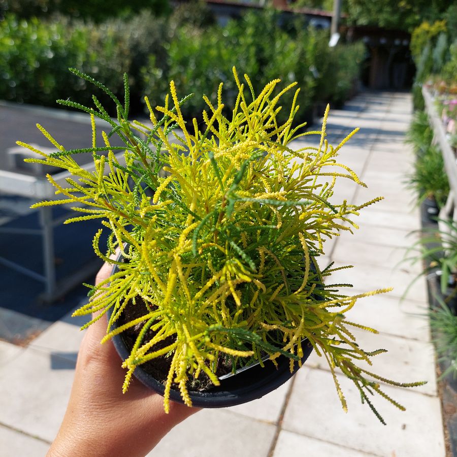 Z&ouml;ld cipruska Santolina rosmarinifolia 'Lemon Fizz'