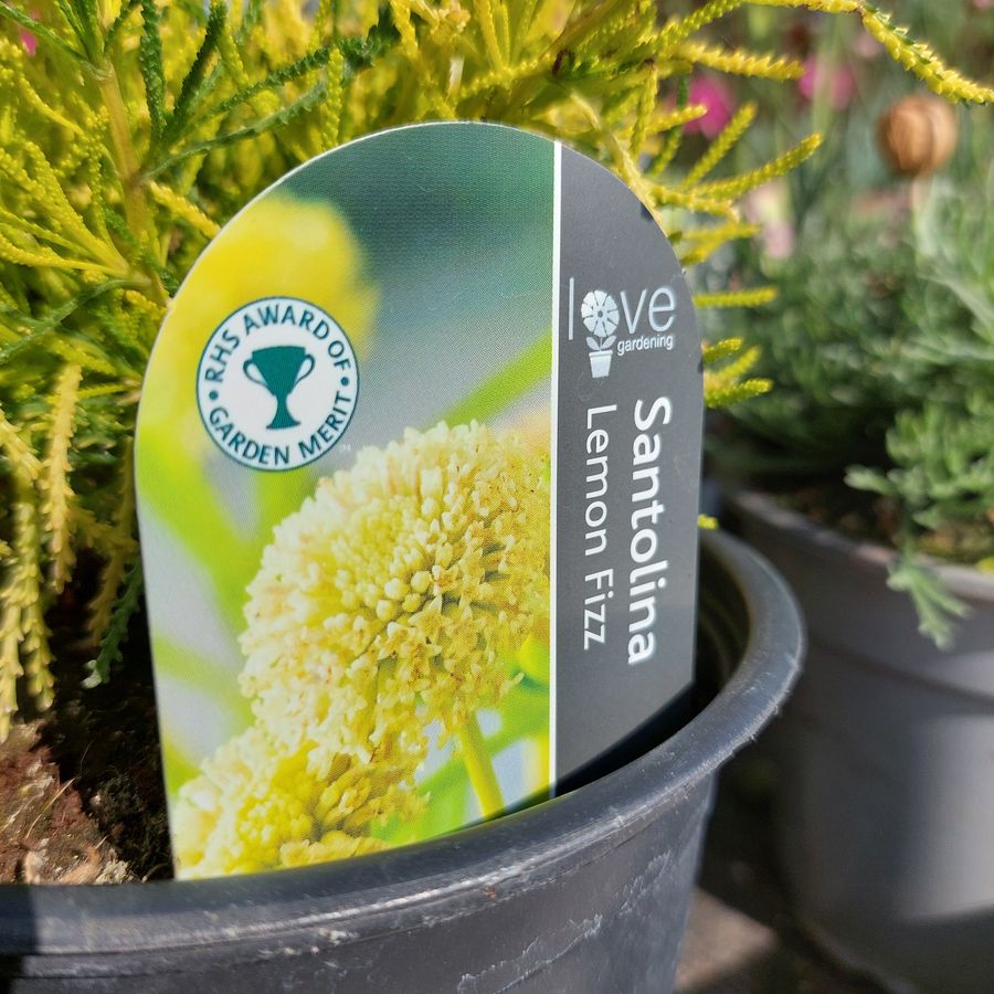 Z&ouml;ld cipruska Santolina rosmarinifolia 'Lemon Fizz'