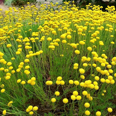 Santolina rosmarinifolia Zöld cipruska