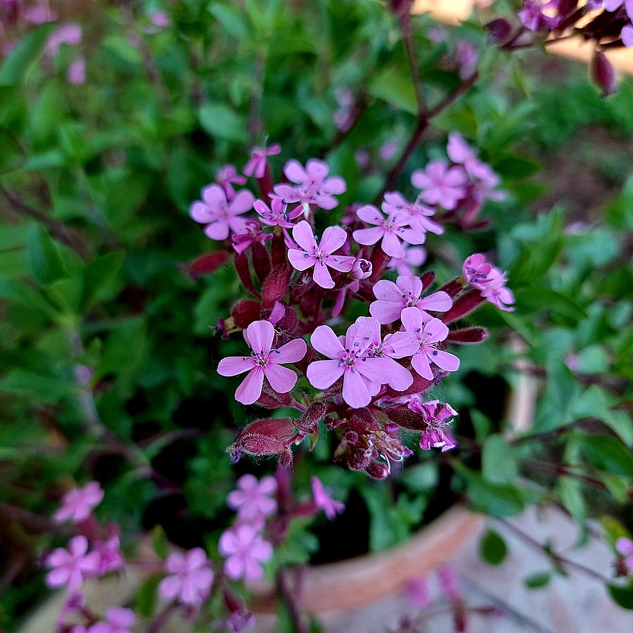 Saponaria ocymoides Gyepes szappanfű