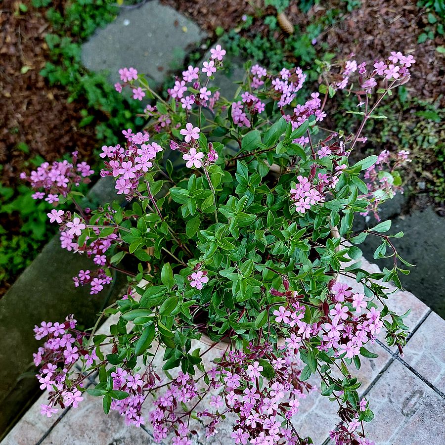 Gyepes szappanfű Saponaria ocymoides