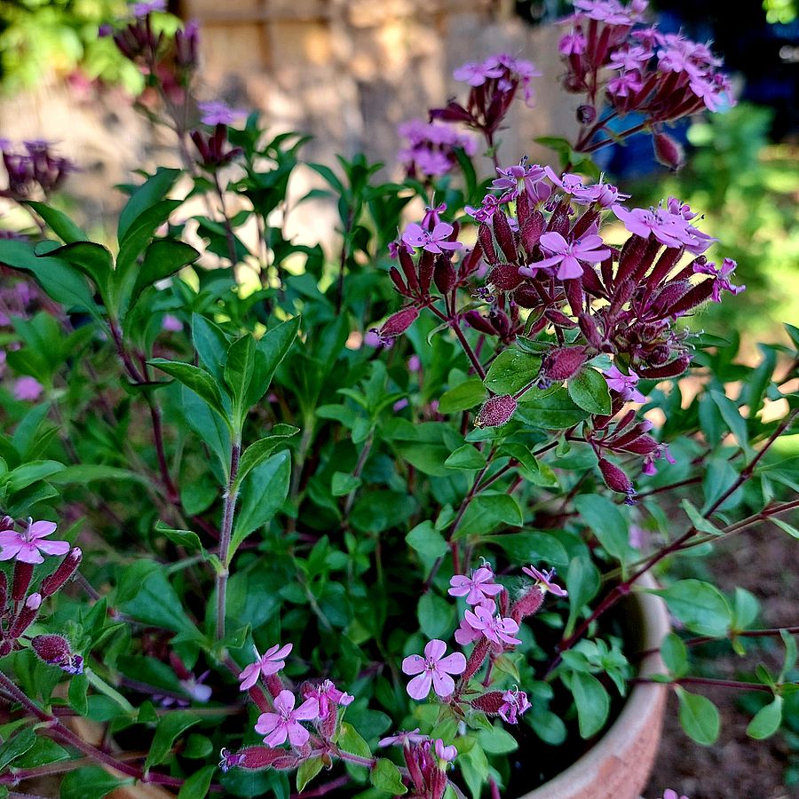 Gyepes szappanfű Saponaria ocymoides