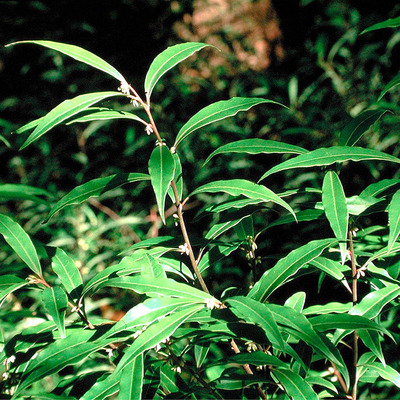 Sarcococca hookeriana var. humilis Bogyóspuszpáng