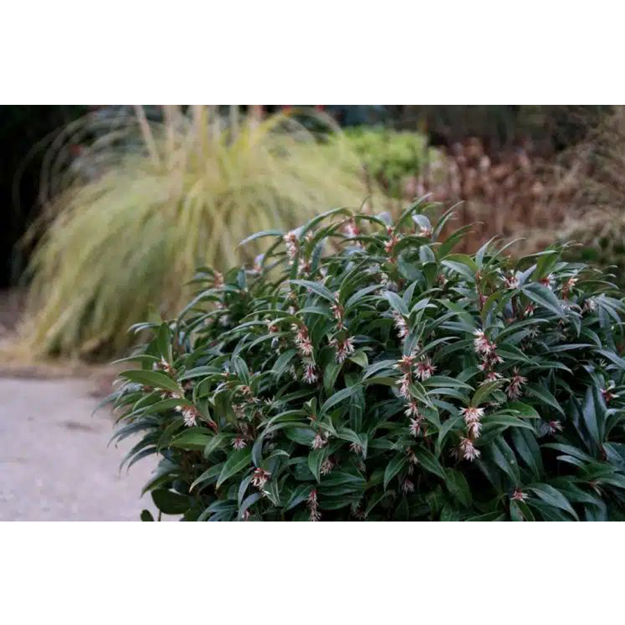 Sarcococca hookeriana 'Winter Gem' Bogyóspuszpáng