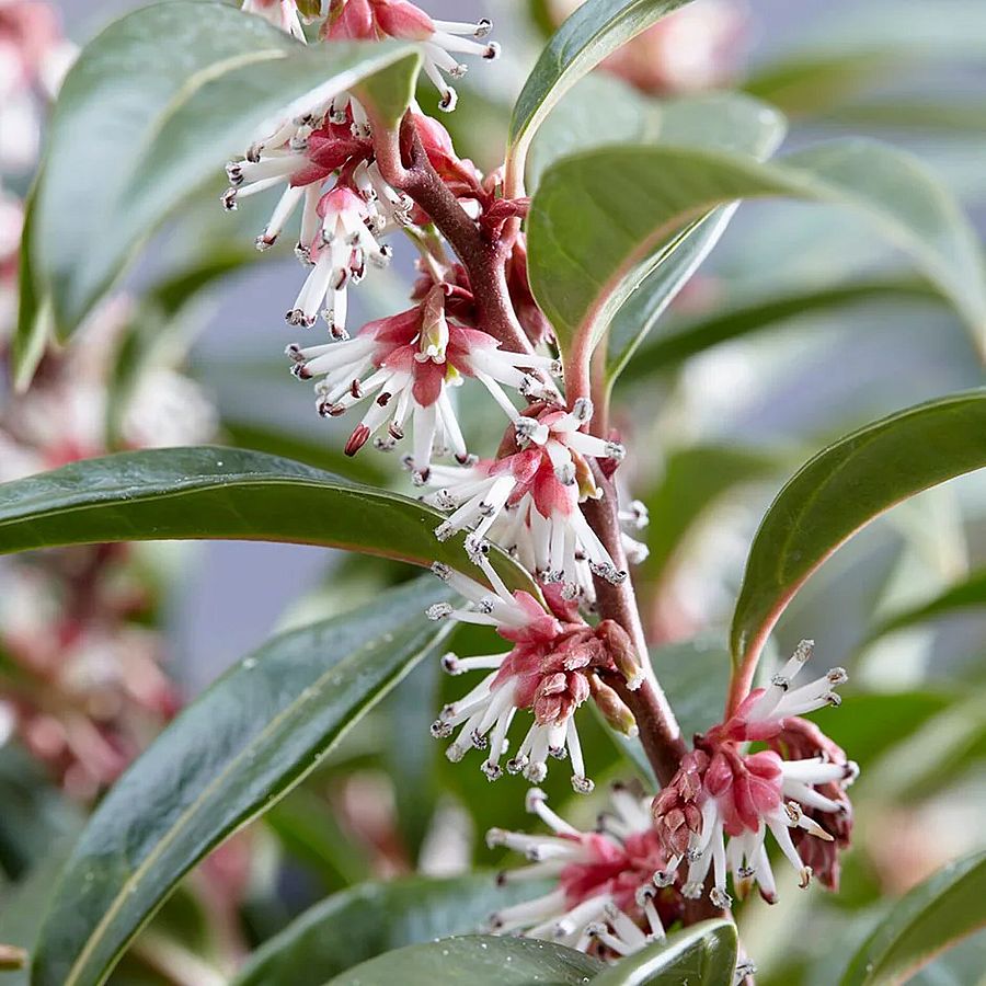 Bogyóspuszpáng Sarcococca hookeriana 'Winter Gem'