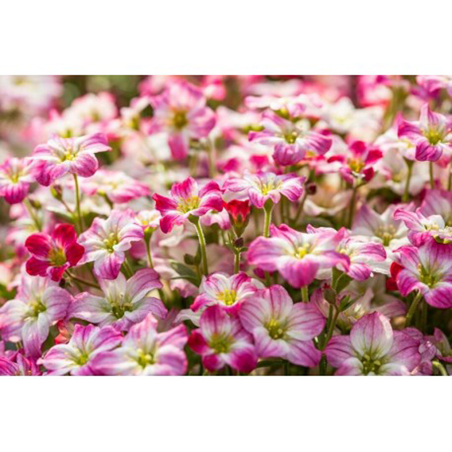 Saxifraga x arendsii 'Alpino Early Picotee' Kőt&ouml;rőfű