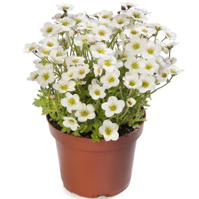 Saxifraga x arendsii 'Alpino Early White' Kőtörőfű