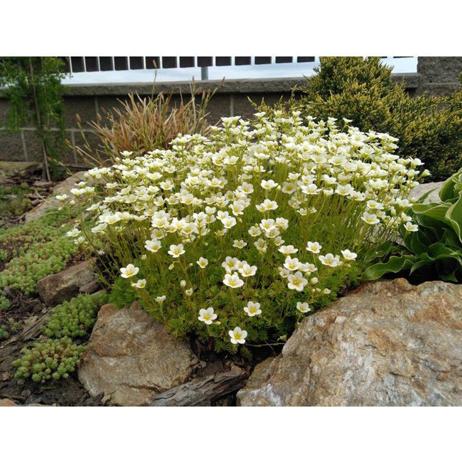 Kőt&ouml;rőfű Saxifraga x arendsii 'Limerock'