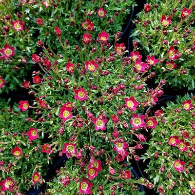 Kőtörőfű Saxifraga x arendsii 'Saxony Red'