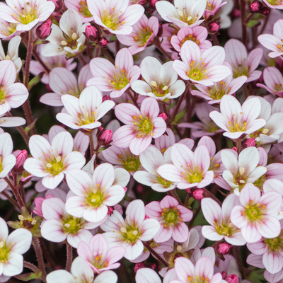 Saxifraga x arendsii 'Pixie Pan Appleblossom' Kőt&ouml;rőfű