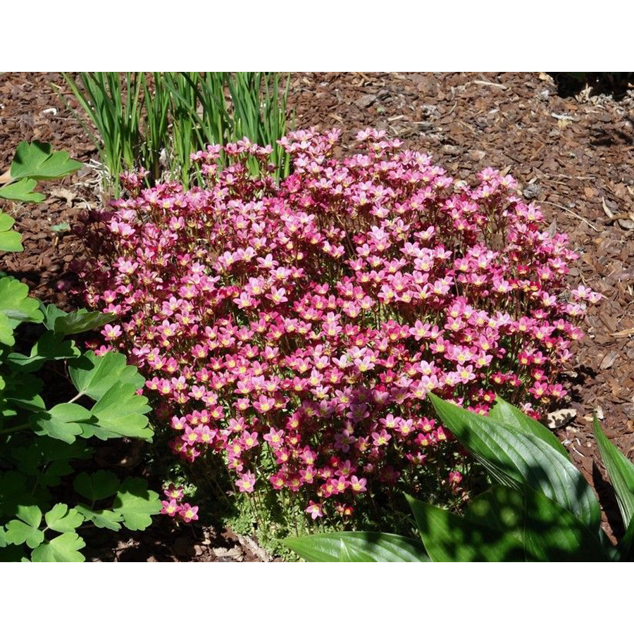 Kőtörőfű Saxifraga 'Pixie'