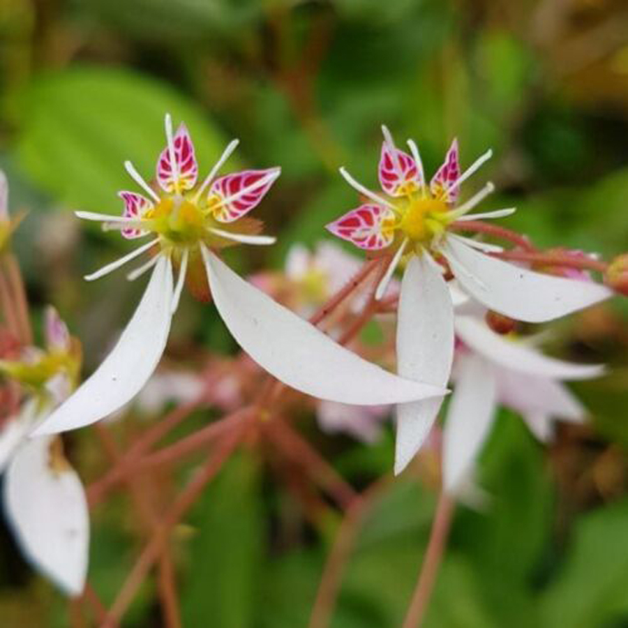 Ind&aacute;s kőt&ouml;rőfű Saxifraga stolonifera 'Harvest Moon'
