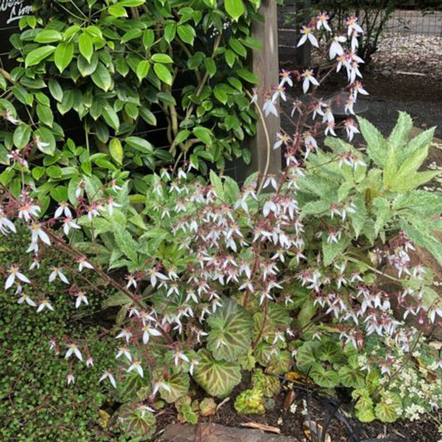 Ind&aacute;s kőt&ouml;rőfű Saxifraga stolonifera 'Harvest Moon'
