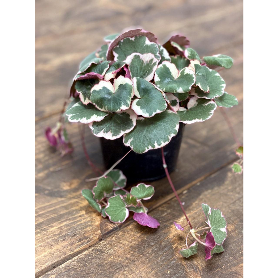 Ind&aacute;s kőt&ouml;rőfű Saxifraga stolonifera 'Tricolor'